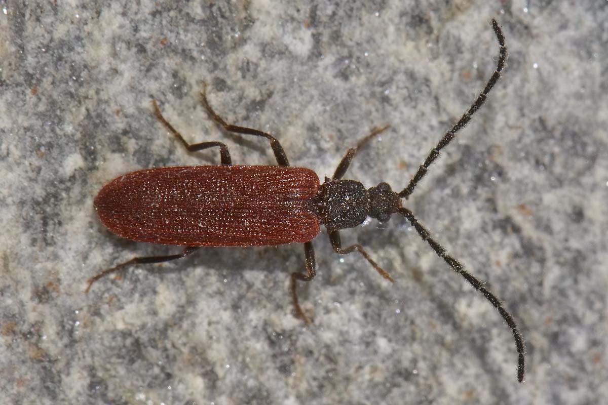 Omalisius taurinensis (cf), Omalisidae